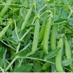 Кито 500г семян гороха, Libra Seeds, Италия Кито 500г семян гороха, Libra Seeds, Италия